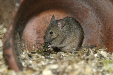 House mouse | The Wildlife Trusts