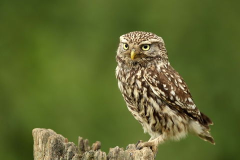 Cornwall Wildlife Trust - Five frequently sighted birds of prey in