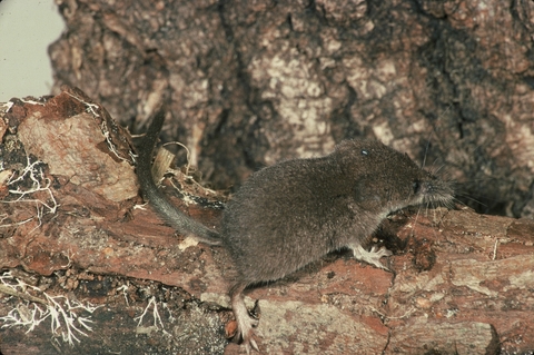 Pygmy shrew | The Wildlife Trusts