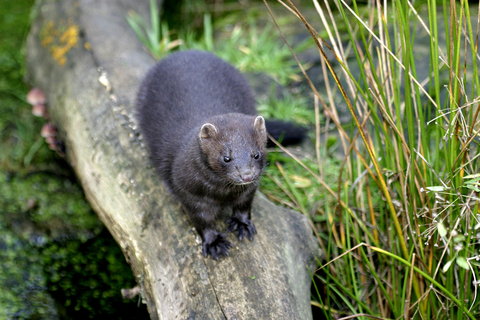 American mink | The Wildlife Trusts American mink | The Wildlife Trusts