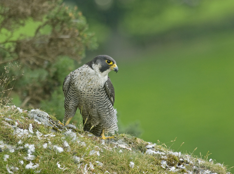 Peregrine falcon | The Wildlife Trusts