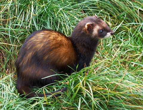 Polecat | The Wildlife Trusts