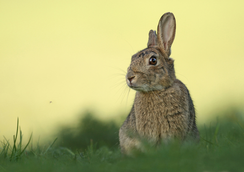 Rabbit | The Wildlife Trusts Rabbit | The Wildlife Trusts