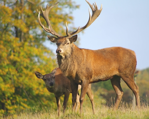 what is a female deer called