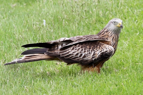 Red kite | The Wildlife