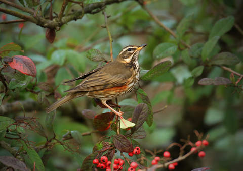 Redwing | The Wildlife Trusts
