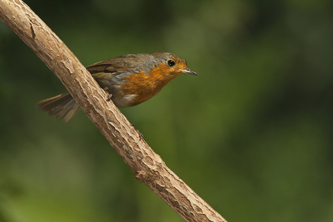 Robin | The Wildlife Trusts