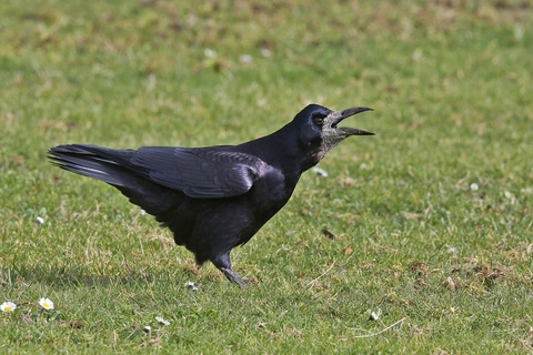 Rook, rooks (Corvus frugilegus), crow, corvids, songbirds, animals