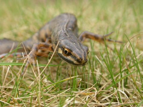 Smooth newt | The Wildlife Trusts