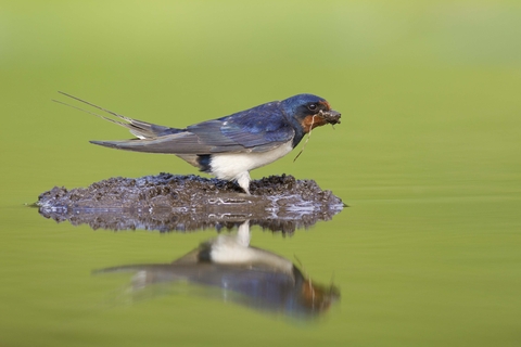 Swallow The Wildlife Trusts