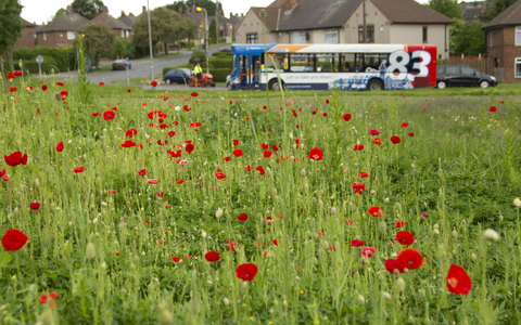 Signs Of Spring In Urban Wetland Little >> Urban Wildlife The Wildlife Trusts Signs Of Spring In Urban Wetland Little >> Urban Wildlife The Wildlife Trusts