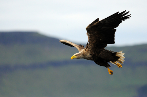 white tailed eagle