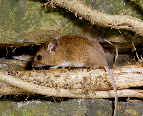 mouse latin name