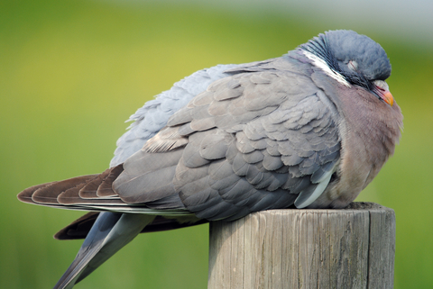 Wood pigeon, Fruit-eating, Flight, Migration