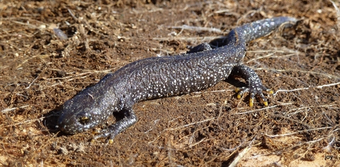 Great crested newt | The Wildlife Trusts