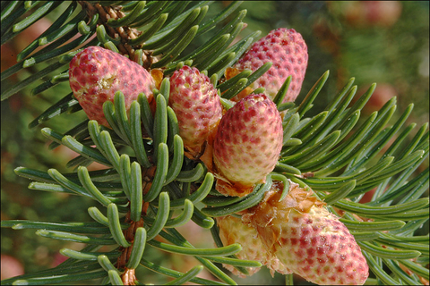 Norway Spruce The Wildlife Trusts