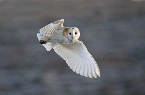 Barn Owl The Wildlife Trusts