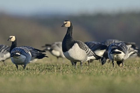 Barnacle goose | The Wildlife Trusts
