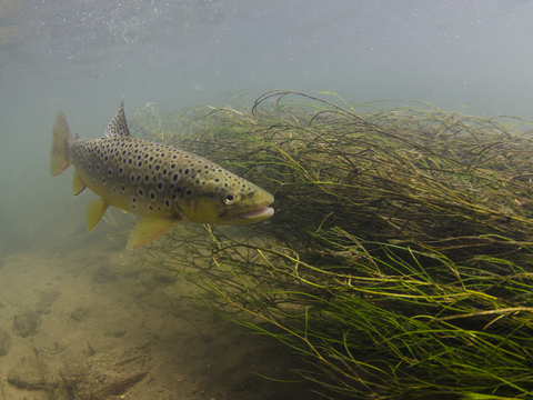 Brown trout  The Wildlife Trusts
