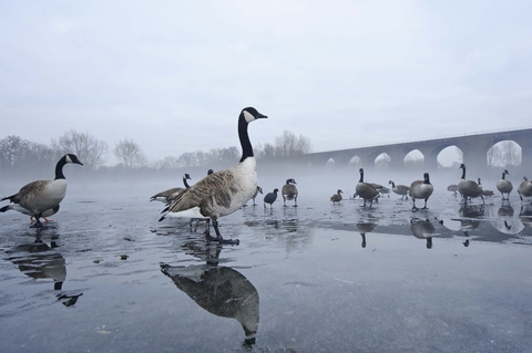 Canada goose | The Wildlife Trusts