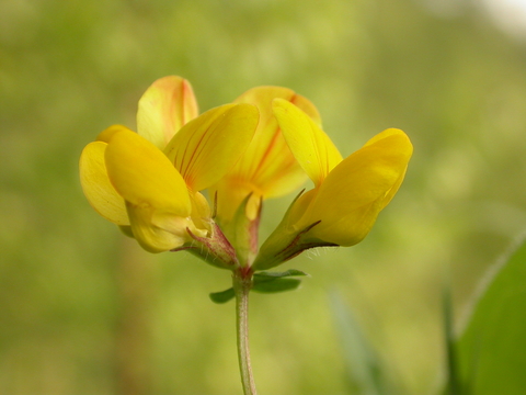 Common Bird S Foot Trefoil The Wildlife Trusts