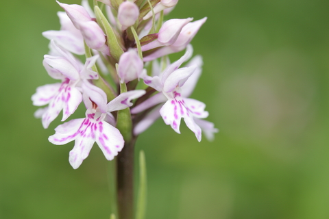 Common Spotted Orchid The Wildlife Trusts