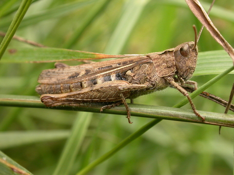 Common field grasshopper | The Wildlife Trusts
