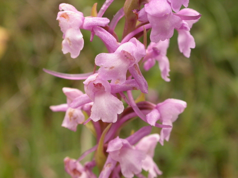Fragrant orchids shop