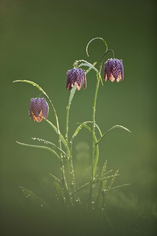 Snake s head fritillary The Wildlife Trusts