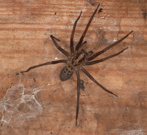 giant spider on side of house