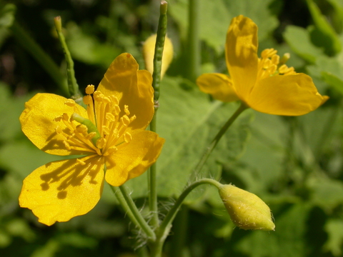 Greater celandine sale