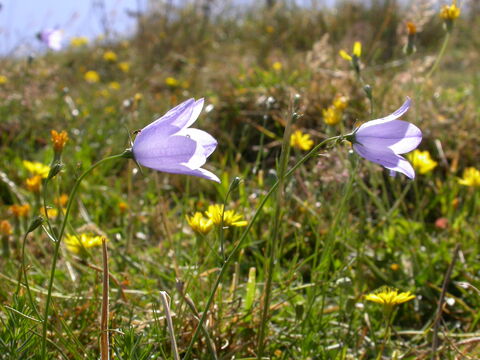 Harebell | The Wildlife Trusts