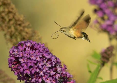 Hummingbird hawk-moth (Macroglossum stellatarum) - Picture Insect