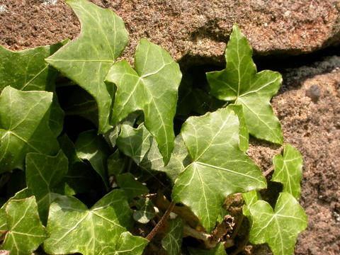 Ivy The Wildlife Trusts