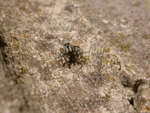 Black Spider With White Stripe Down Back