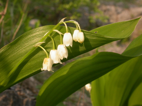 Toxicity Of Lily Of The Valley Plants: Is Lily Of The Valley Safe