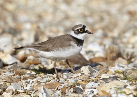 Wilson's Plovers and their Chicks — Linda Murdock Photography