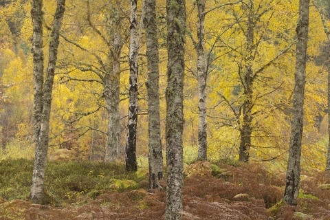 Silver birch