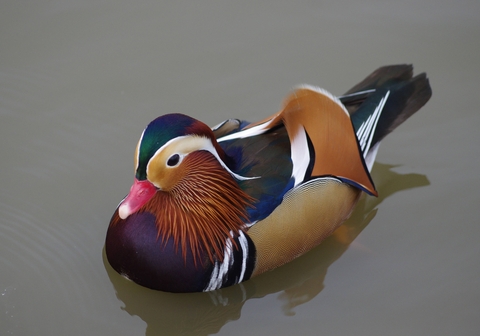 Mandarin duck | The Wildlife Trusts