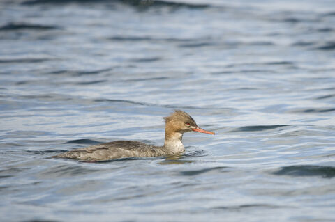 Red-breasted merganser | The Wildlife Trusts
