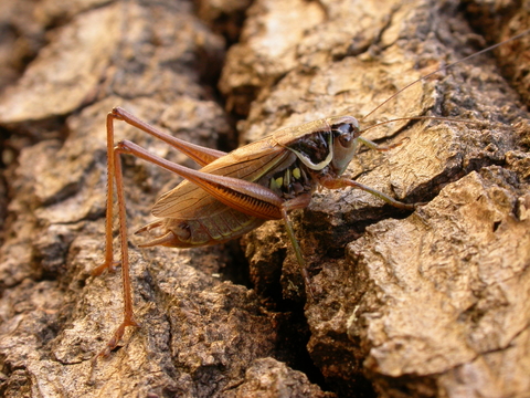Roesel S Bush Cricket The Wildlife Trusts