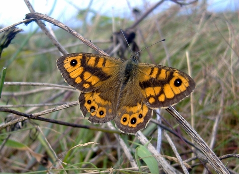 Wall Brown The Wildlife Trusts