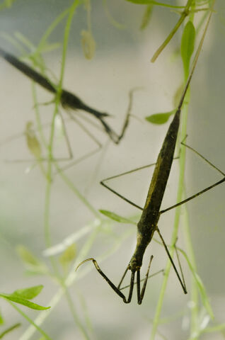 Water stick insect | The Wildlife Trusts