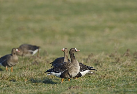 White-fronted goose | The Wildlife Trusts