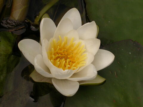 White water-lily | The Wildlife Trusts