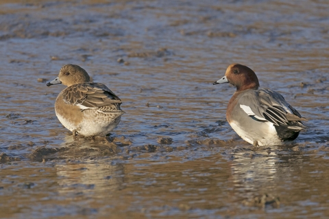Wigeon | The Wildlife Trusts