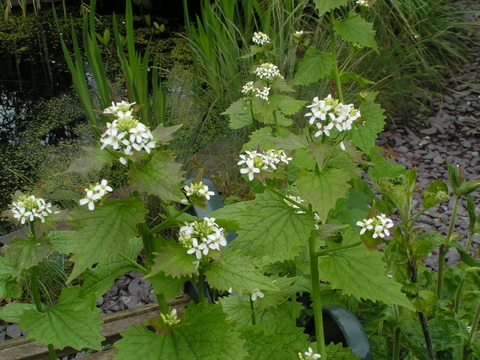 Image of Garlic mustard plant in meadow