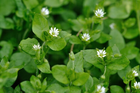 Chickweed