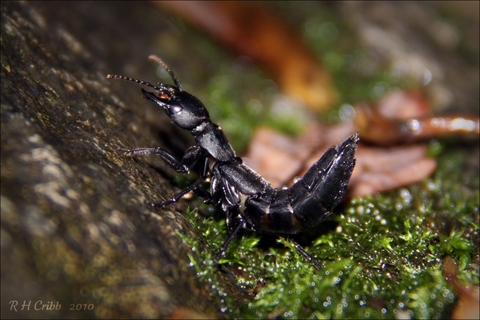 Devil's coach horse | The Wildlife Trusts