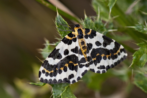 Common Brown Moth Crossword Clue